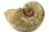 Jurassic Ammonite (Lobolytoceras) Fossil - Madagascar #283544-1